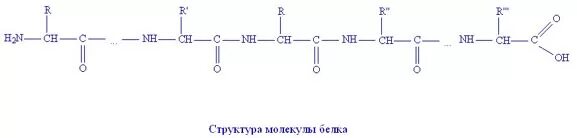 Строение молекулы структурная формула. Общая формула молекулы белка. белок химия формула. белки химия формула. белки структурная формула.