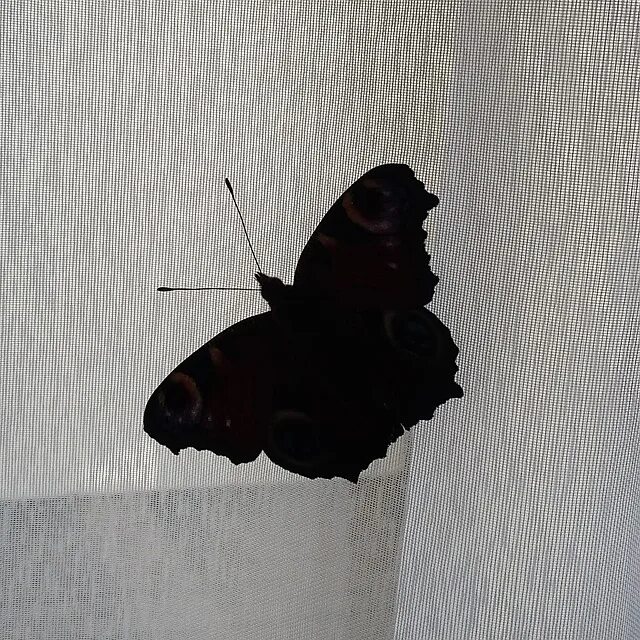 Бабочка черный глянец. Бабочка черная. Черный мотылек. Бабочка черного цвета. Бабочка черная с белыми пятнами.