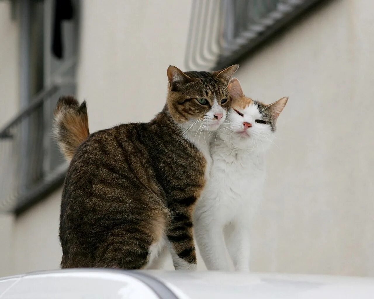 Рядом со мной кот. Рядом со мной кот