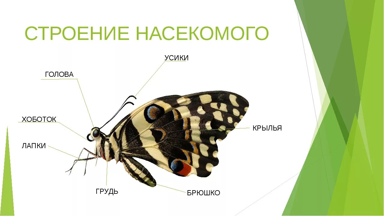 Какие части насекомого изображены. Отделы тела бабочки. Строение бабочки. Внешнее строение бабочки. Строение тела бабочки.