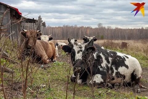Ульяновская область коровы