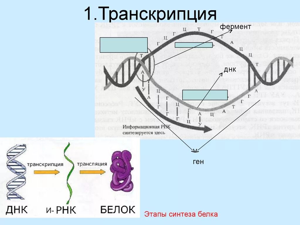 Биосинтез белка процесс транскрипции. Синтез белка транскрипция и трансляция. Схема транскрипции синтеза белка. Транскрипция Биосинтез белка схема. Транскрипция белка схема.
