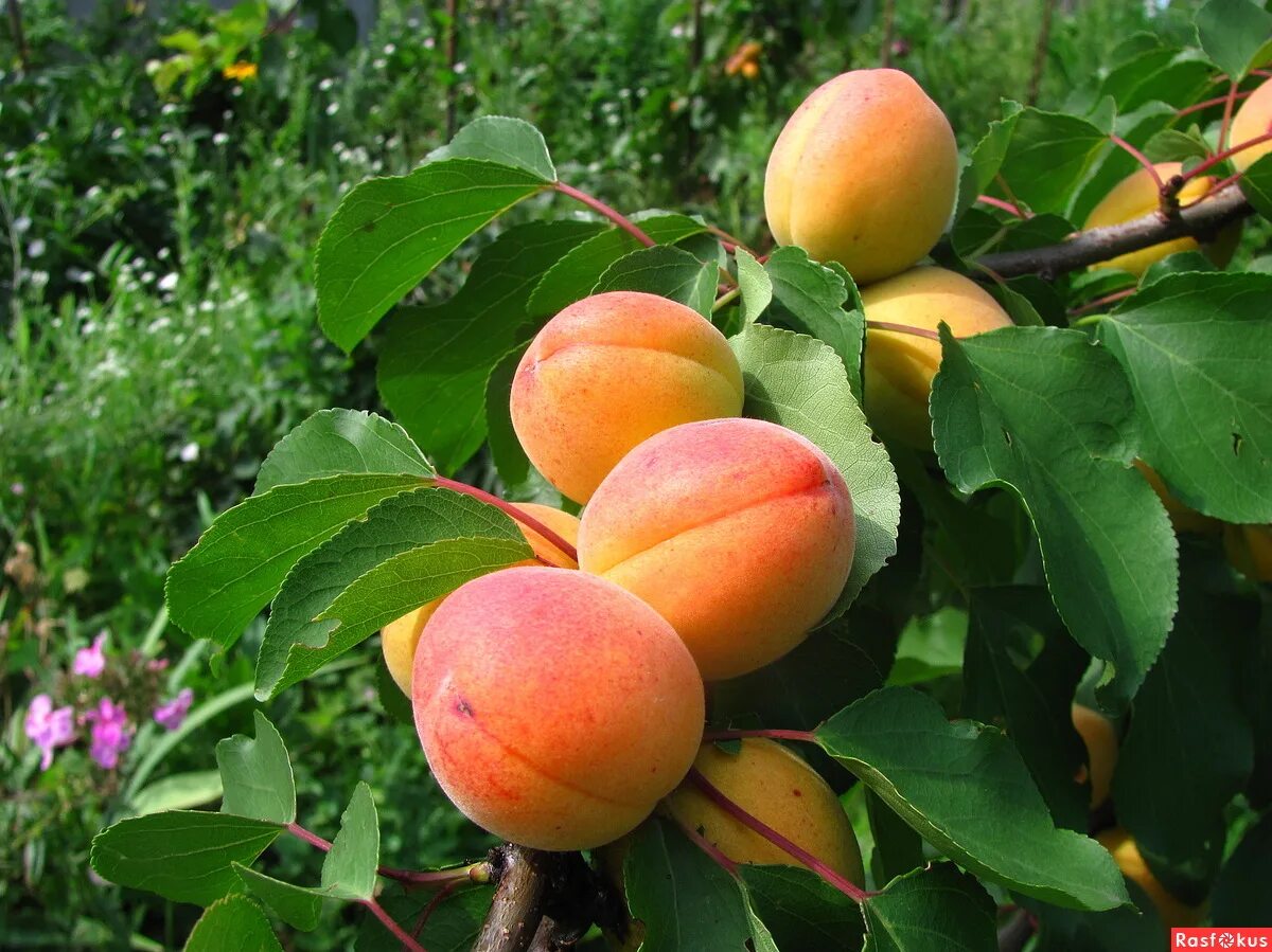 Абрикос фардао. Абрикос харкот. Дерево нектарина ,абрикоса. Абрикос шалах. Абрикос колона абрикос.