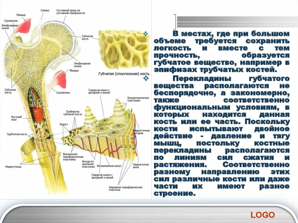 Кости образованные губчатым веществом. Строение длинной трубчатой кости. Перекладины губчатого вещества кости. Костные перекладины. Где располагаются трубчатые кости.