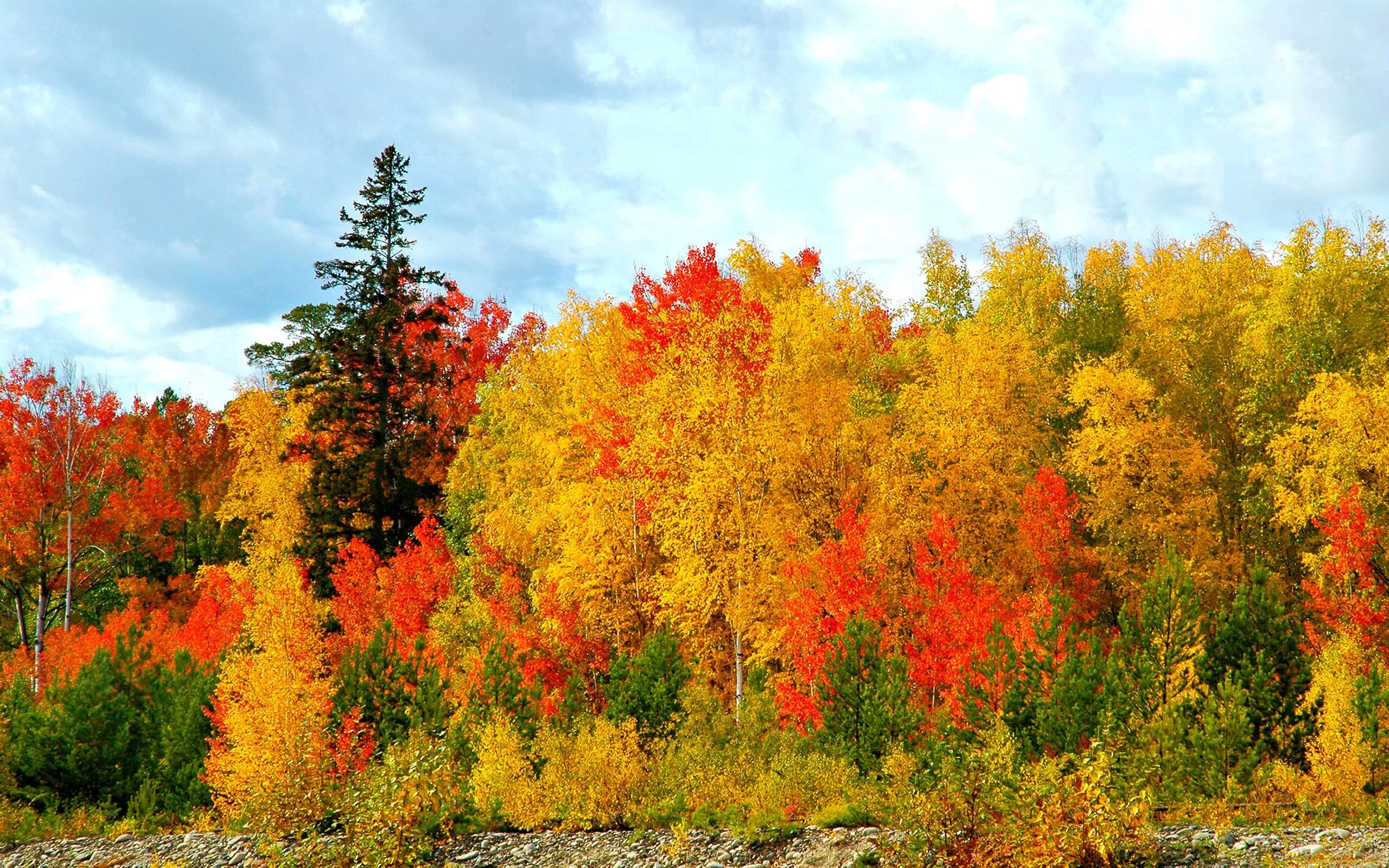 Может ли вас взволновать красота осеннего леса. Лес точно Терем расписной лиловый. Лес точно Терем расписной лиловый золотой багряный. Осенний лес лиловый золотой багряный. Осенний лес.