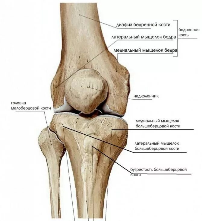 Мыщелки отек латерального мыщелка. Мыщелки большой берцовой кости. Медиальный мыщелок коленного сустава. Анатомия коленного сустава мыщелки. Большеберцовая кость и коленный сустав.