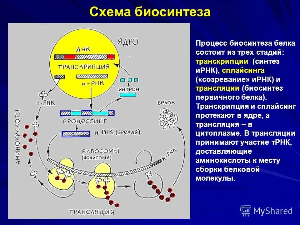 Опишите синтез белка. Этапы биосинтеза белка процессинг. Биосинтез белка транскрипция процессинг. Этапы биосинтеза белка сплайсинг.