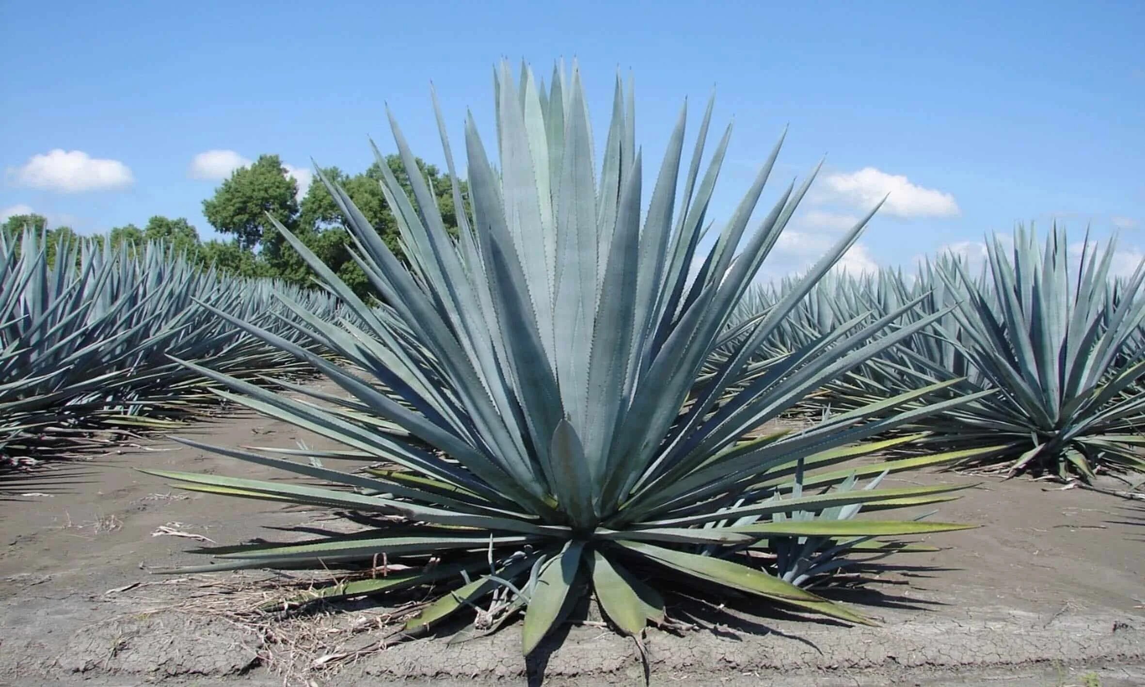 Agave montana - Image of an specimen - Plantarium