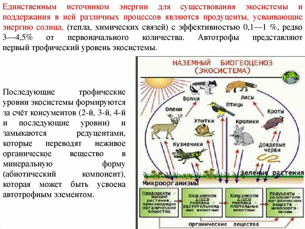 Трофические уровни экосистемы. Условия существования экосистемы. Экосистемная организация живой природы. Источники энергии в экосистеме.