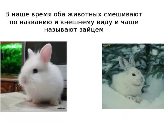 Почему зайчат называют. Отличие зайца от кролика. Заяц и кролик отличия. Чем отличается кролик от зайца. Заяц и кролик разница.