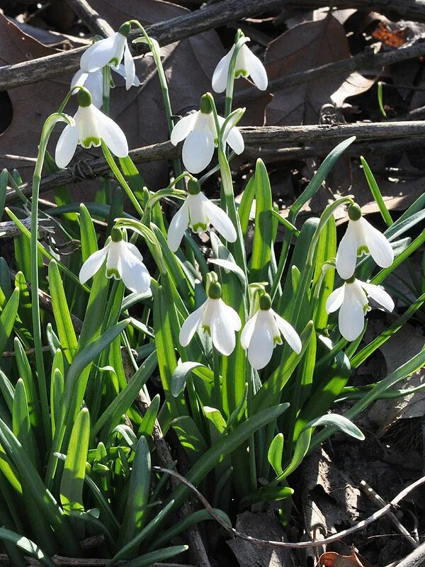 Галантус цветок фото и описание. Галантус Нивалис. Галантус Элвиса Galanthus. Nivalis Подснежник. Галантус снежный.