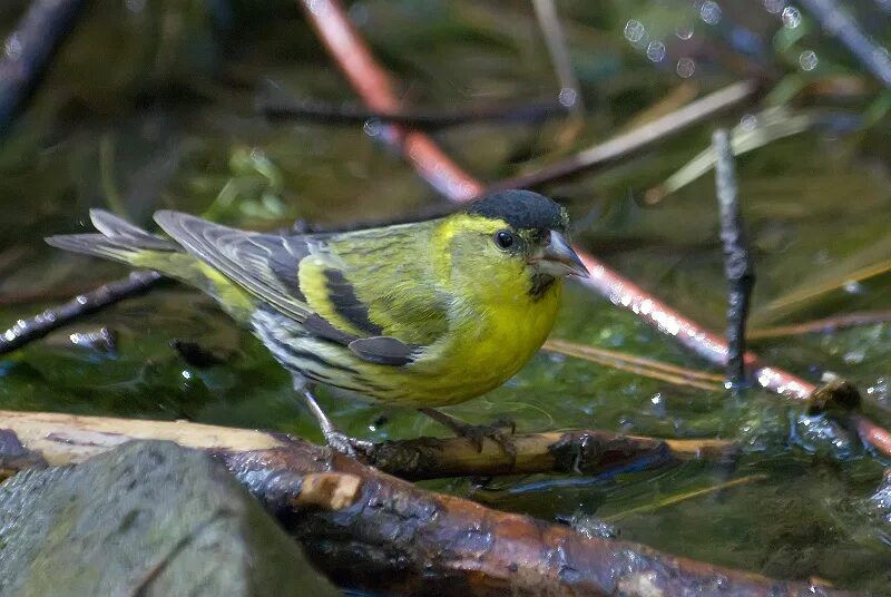 Чиж птица. Какой статус имеет чиж в заповеднике. , 1758). Какой статус имеет чиж в заповеднике. Чиж самка и самец.