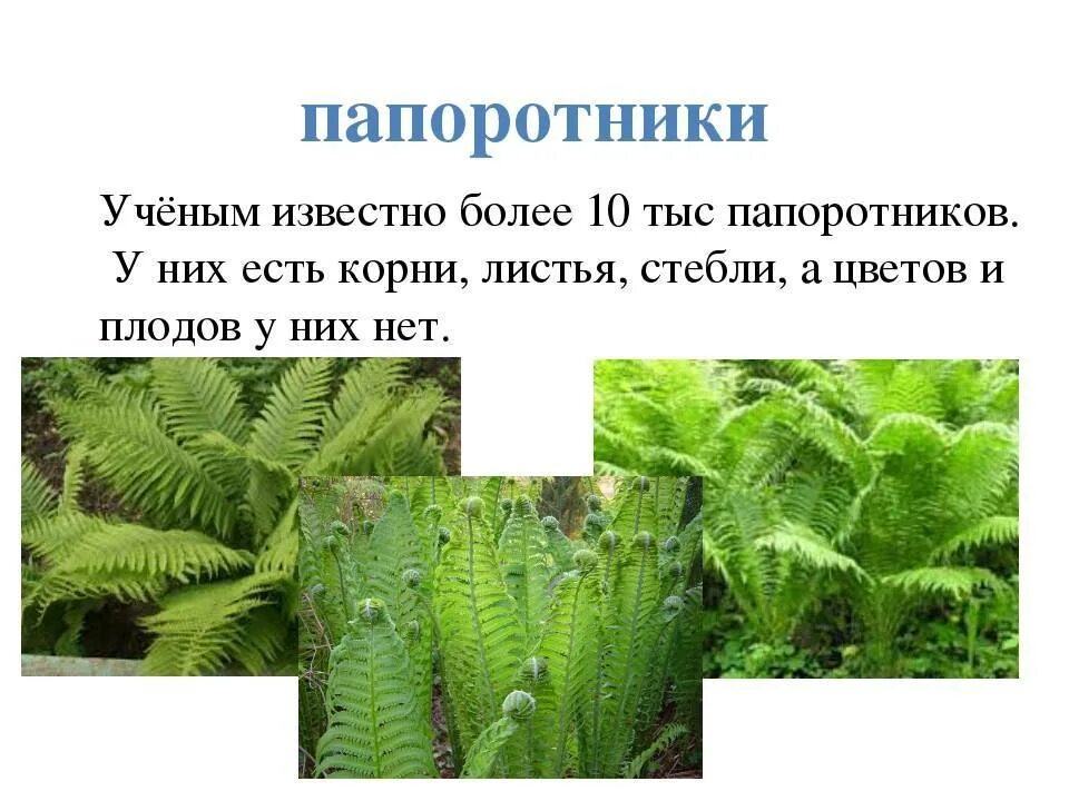 Примеры папоротниковых растений. Царство папоротник орляк. Папоротник орляк описание. Современные папоротники. Группа растений папоротники.