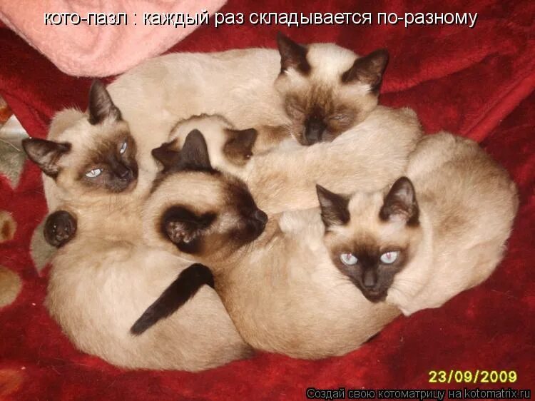 пазлы милые котята. фото сиамских близнецов кошек. головоломка коты деревянная. кото пазл. пазлы с котами.