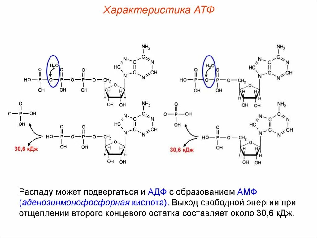 Схема образования АТФ. Аденозин 5 монофосфат образование. Механизм образования энергии АТФ.