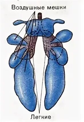 Форма легких птиц. Воздухоносные мешки птиц. Дыхательная система птиц. Дыхательная система птиц легкие. Строение лёгких птиц.