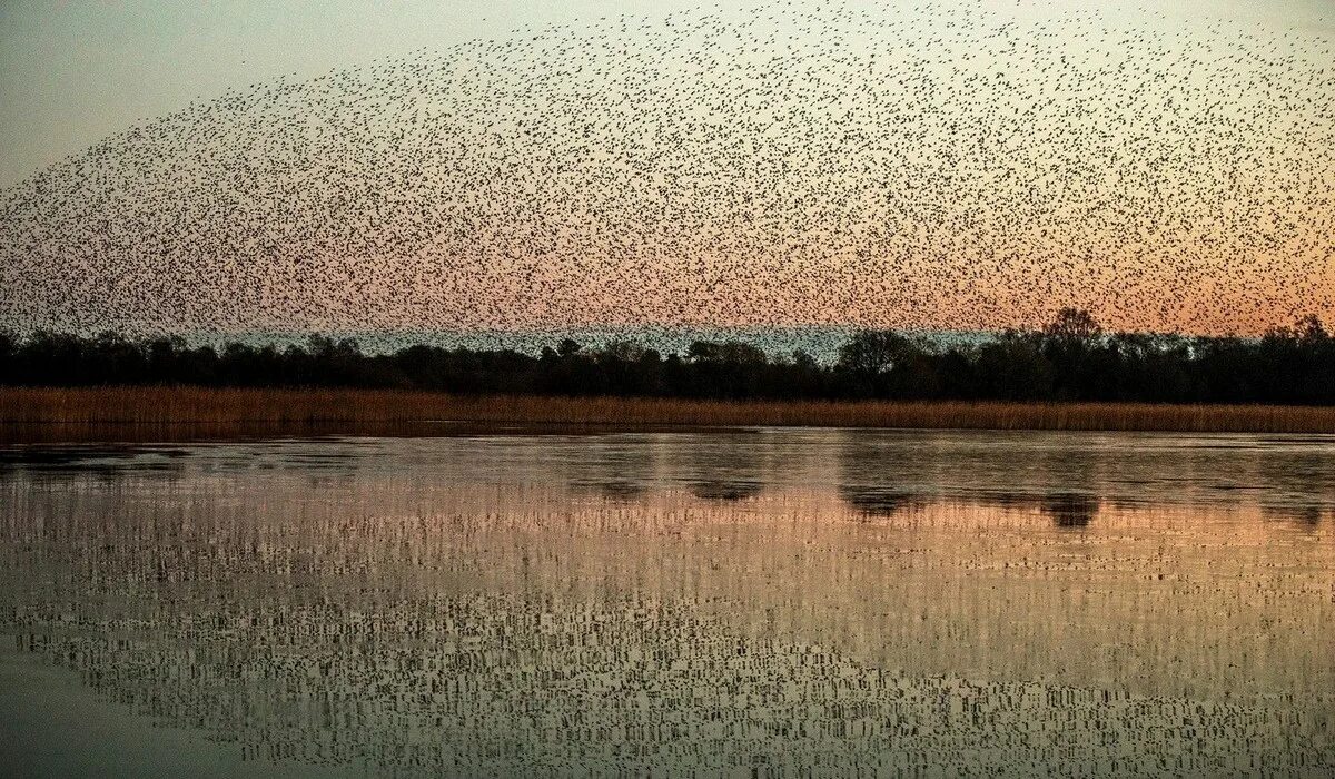 Стая Скворцов. Стая птиц над озером. Птицы над озером в Северной Каролине. Птицы над рекой Лена.
