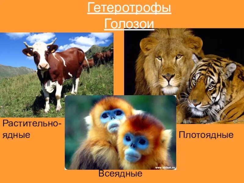 Гетеротроф хищник