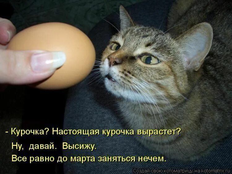 Смешные яйца. Пасхальные яйца котики. Кошачьи яйца прикол. Кошке можно давать яйцо