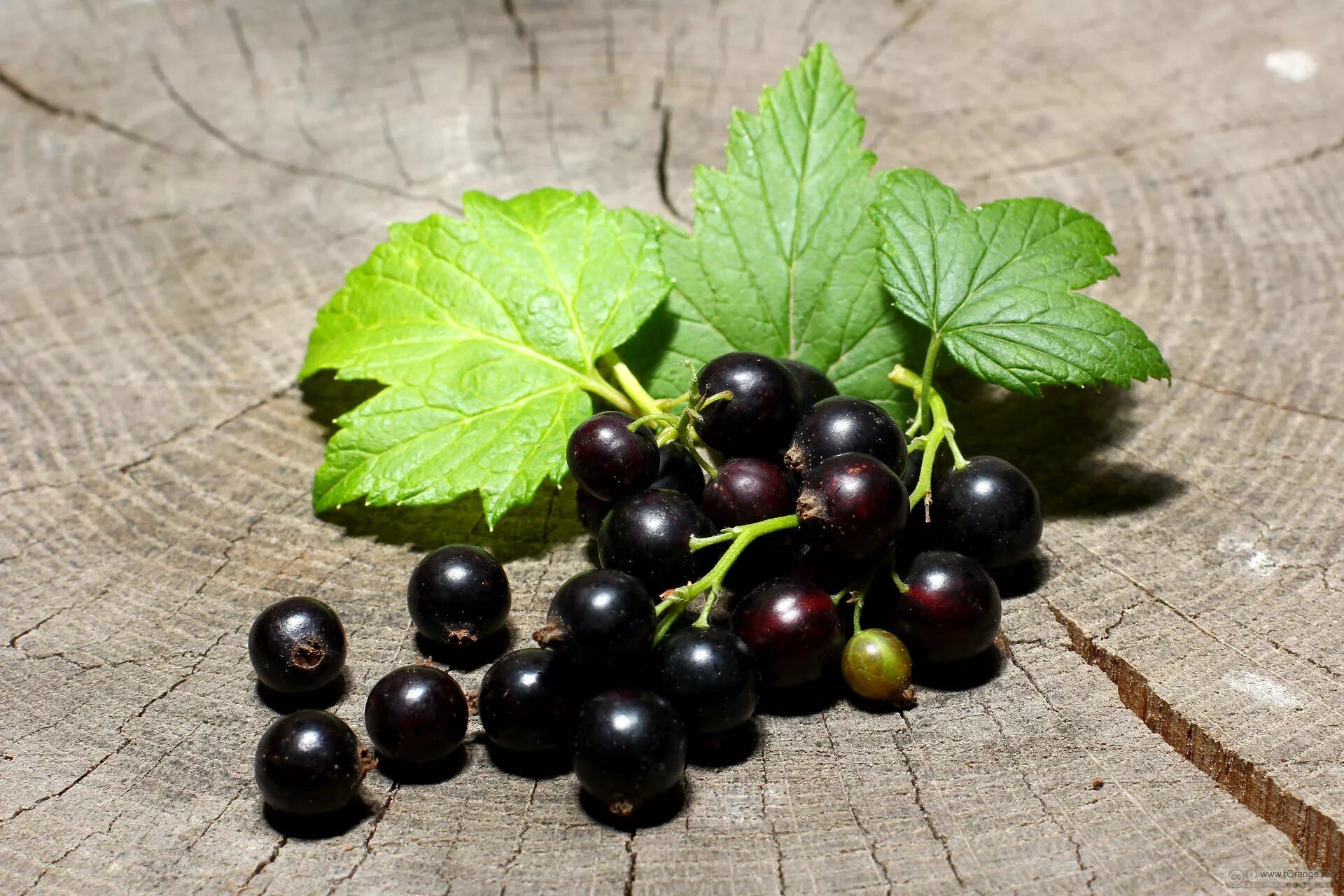 Blackcurrant. Смородина черная (ribes nigrum l.). Каренда ягода Алтая. Смородина черная Дашковская. Blackcurrant сорт черной смородины.