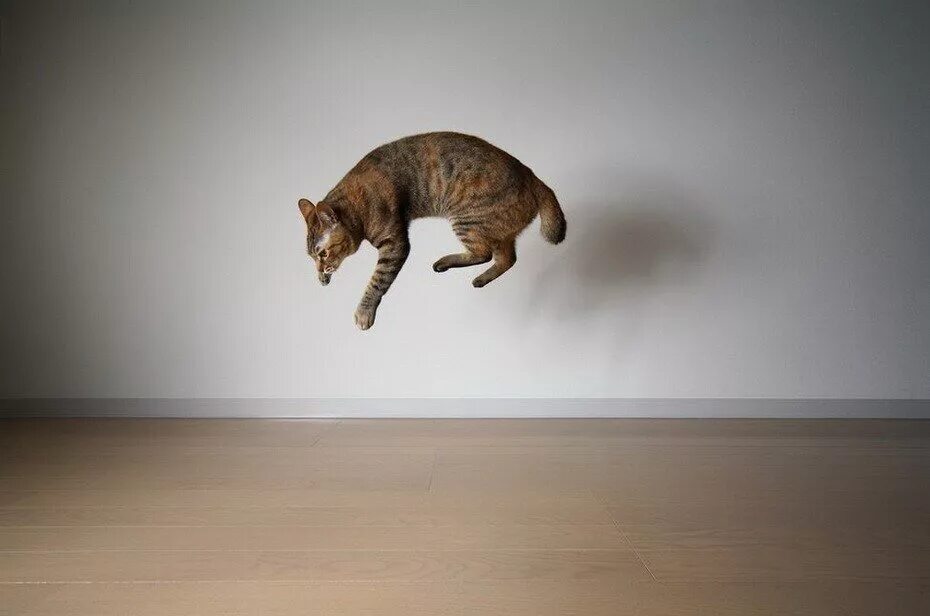 Кошка в прыжке. Летающие коты. Кошка падает. Коты прыгают.