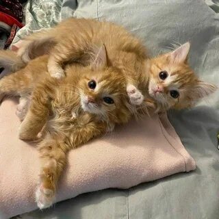 Котенок считается