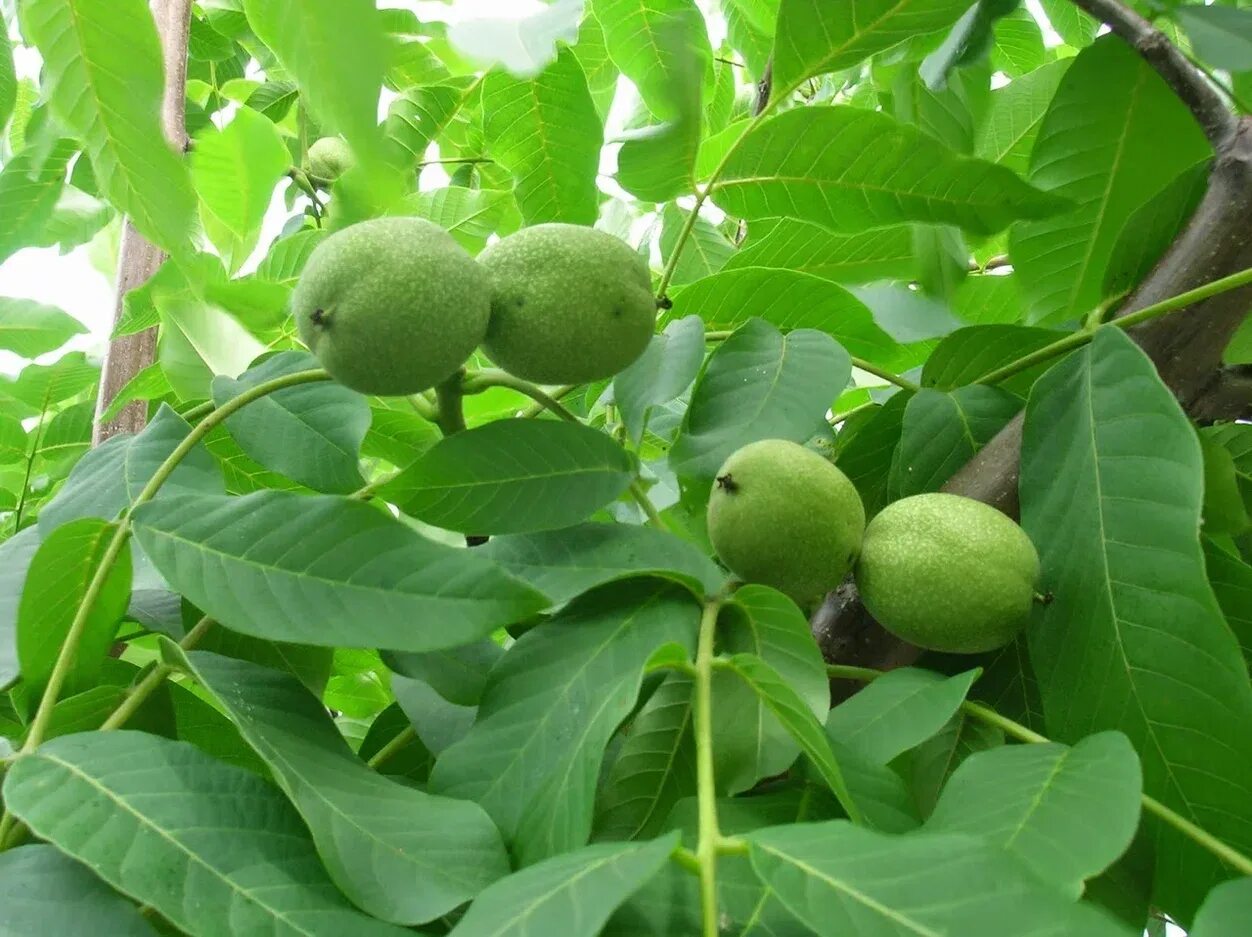 Грецкий орех незрелый плод дерево. Орех (Juglans). Грецкий орех зеленый. Плоды грецкого ореха зеленые. Грецкий орех купить в аптеке