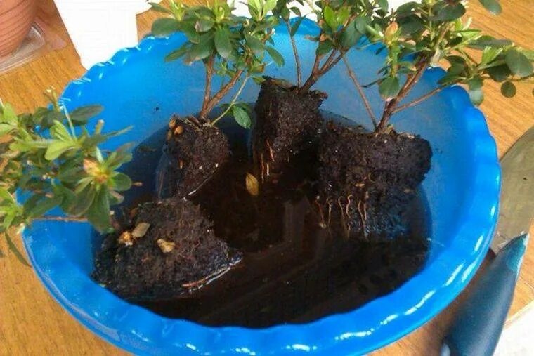 Рододендрон размножается. Здоровые корни азалии. Пересадка азалии после. Корень азалии. Пересадка азалии после.