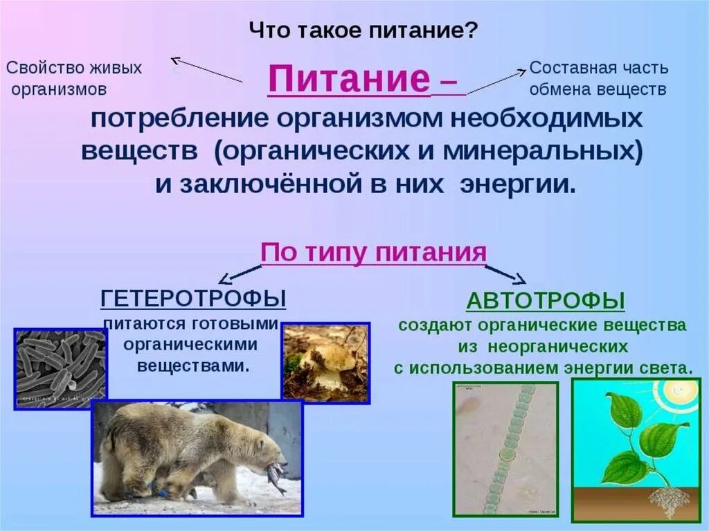 Процессы питания живых организмов. Питание животных биология. Способы питания животных. Способы питания животных организмов. Питание животных 6 класс.