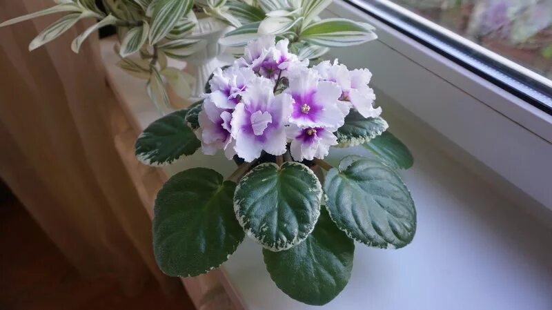 ЛЕ-Жанна African violets, African, Violet
