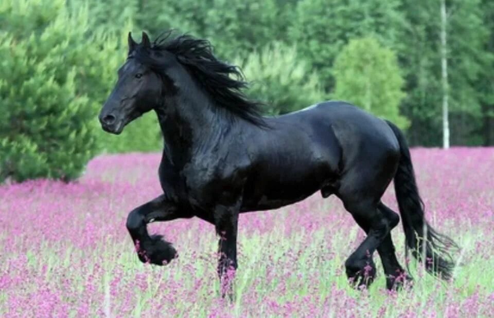 Буцефал это чей конь. Фризская лошадь Буцефал. Фриз Фризская лошадь.