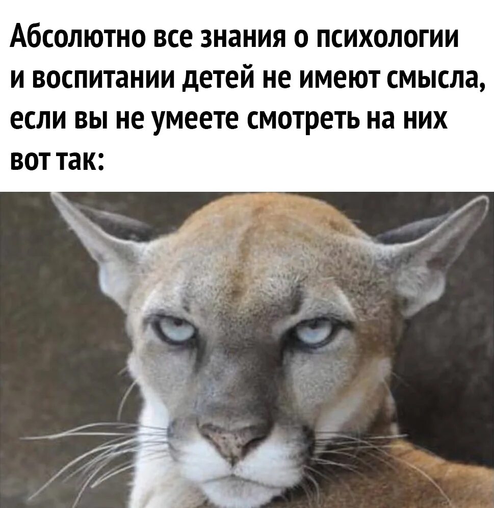 Что больше не имеет никакого. Взгляд Пумы Мем. Мемы про воспитание. Воспитание смешные картинки. Смешной взгляд животных.