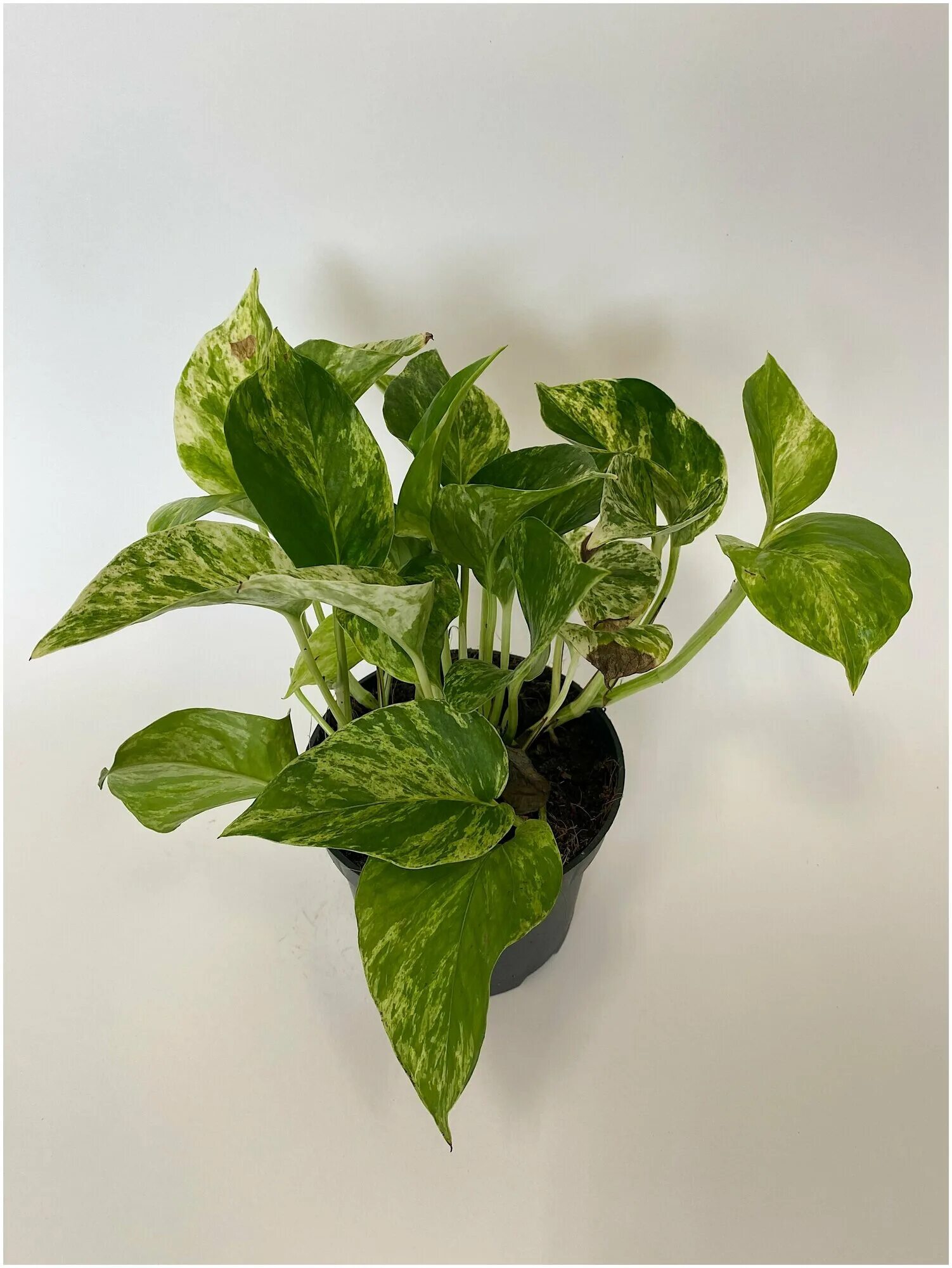 Эпипремнум мраморная королева. Эпипремнум marble queen. Эпипремнум марбл куин. Сциндапсус марбл квин. Эпипремнум марбл квин.