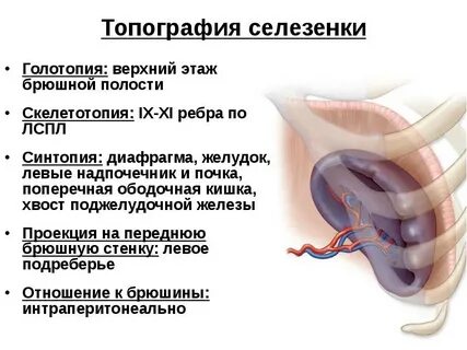 Селезенка покрыта