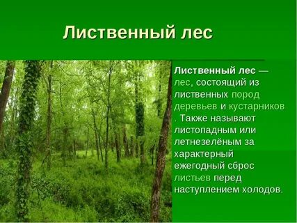 В каком лесу лучше жить