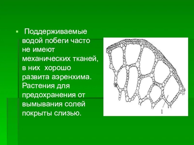 Аэренхима ткань растений. Аэренхима у водных растений. Механическая ткань у элодеи. Элодея строение стебля. Механическая ткань биология 6 класс