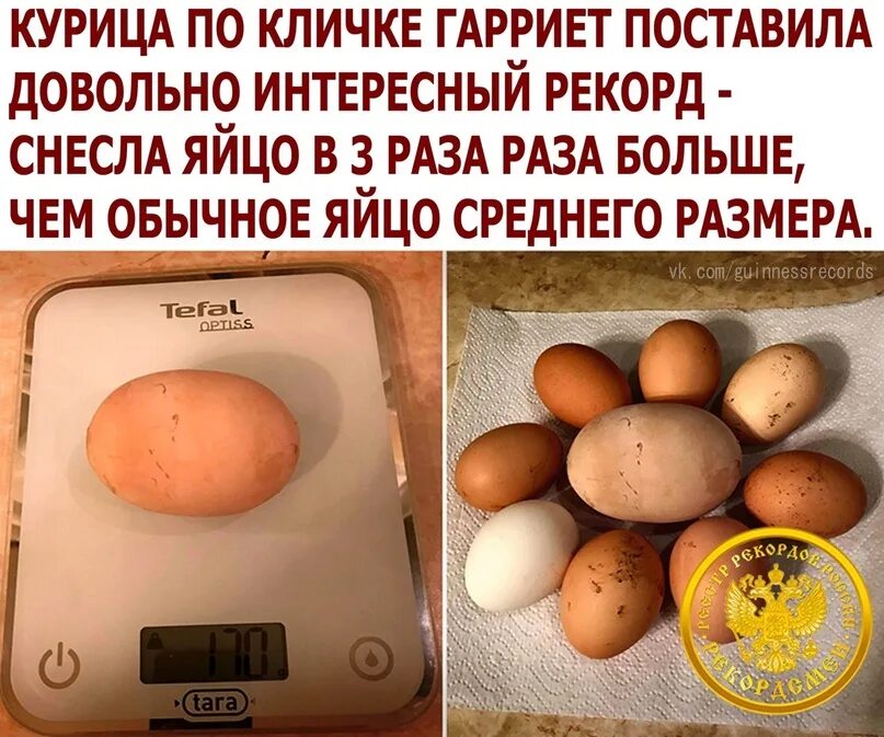 Крупные куриные яйца. Самые крупные куриные яйца. Большое куриное яйцо. Самое большое яйцо курицы.