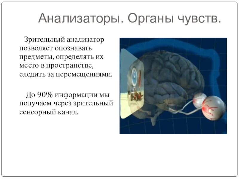 Анализаторы человека 8 класс. Анализаторы органы чувств. Биология органы чувств анализаторы. Анализаторы по биологии 8 класс. Зрительный анализатор орган чувств.