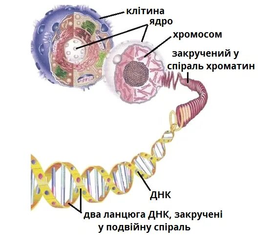 Строение хромосомы эукариотической клетки. Клетка ядро хромосома ДНК ген. Строение ядрышка на хромосоме. Строение ДНК И хромосом. Наследственный материал ядра