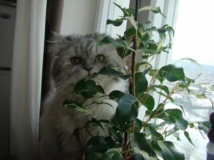 Фикус для кошек