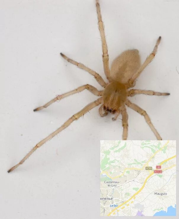 Паук бежевого цвета. Паук на рабочий стол. Пауки светлые большие. Пауки светлые большие. Серый сенокосец.