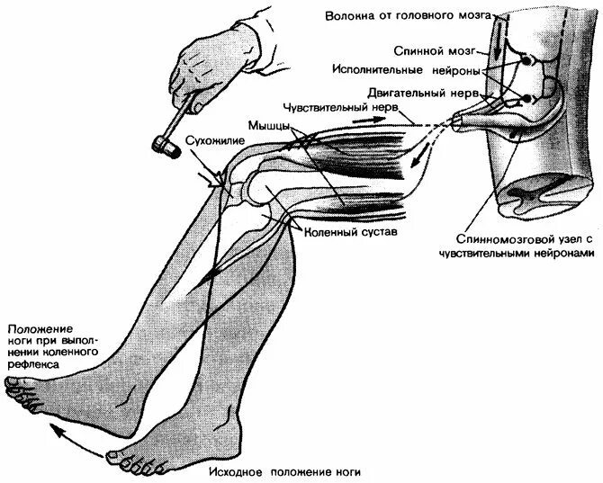 Рефлекторный путь коленного рефлекса. Схема рефлекторной дуги коленного рефлекса. Звенья коленного рефлекса. Дуга коленного рефлекса схема.