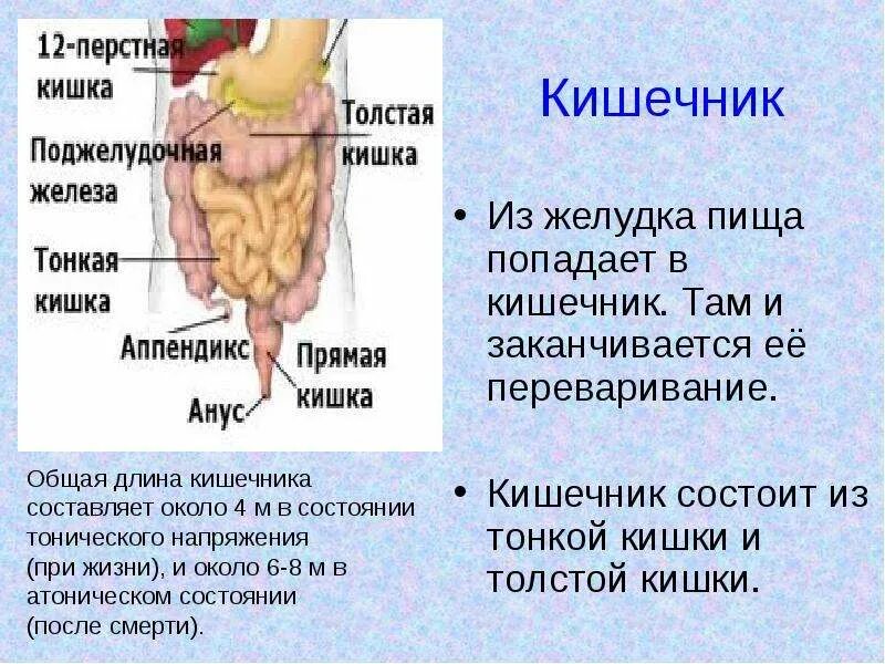 Общая длина тонкого кишечника. Из желудка пища попадает в. Из тонкого кишечника пища попадает в. Тонкий и толстый кишечник.