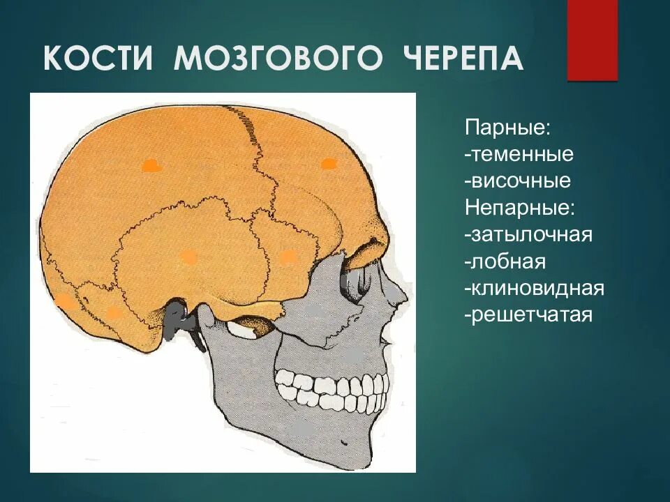 Височная теменная кость. Кости мозгового черепа лобная кость. Кости мозгового черепа парные теменная кость. Непарные кости мозгового черепа. Теменная часть головы.