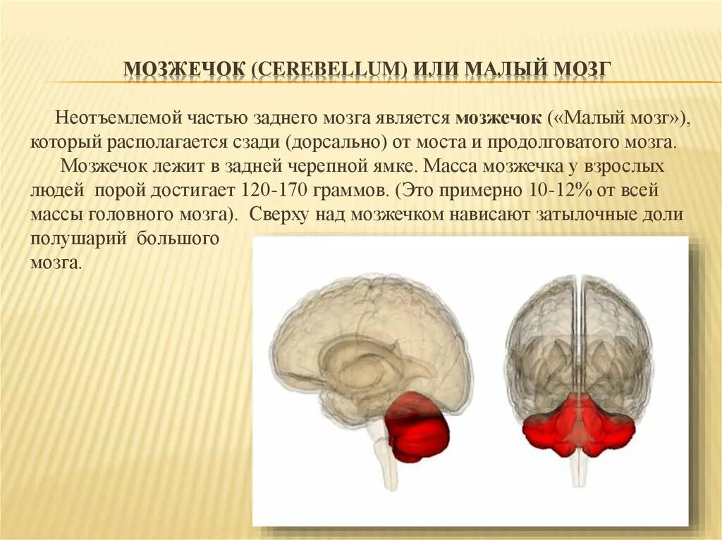 Мозжечок. Задний мозг функции. Мозжечок мозга. Мозжечок малый мозг.