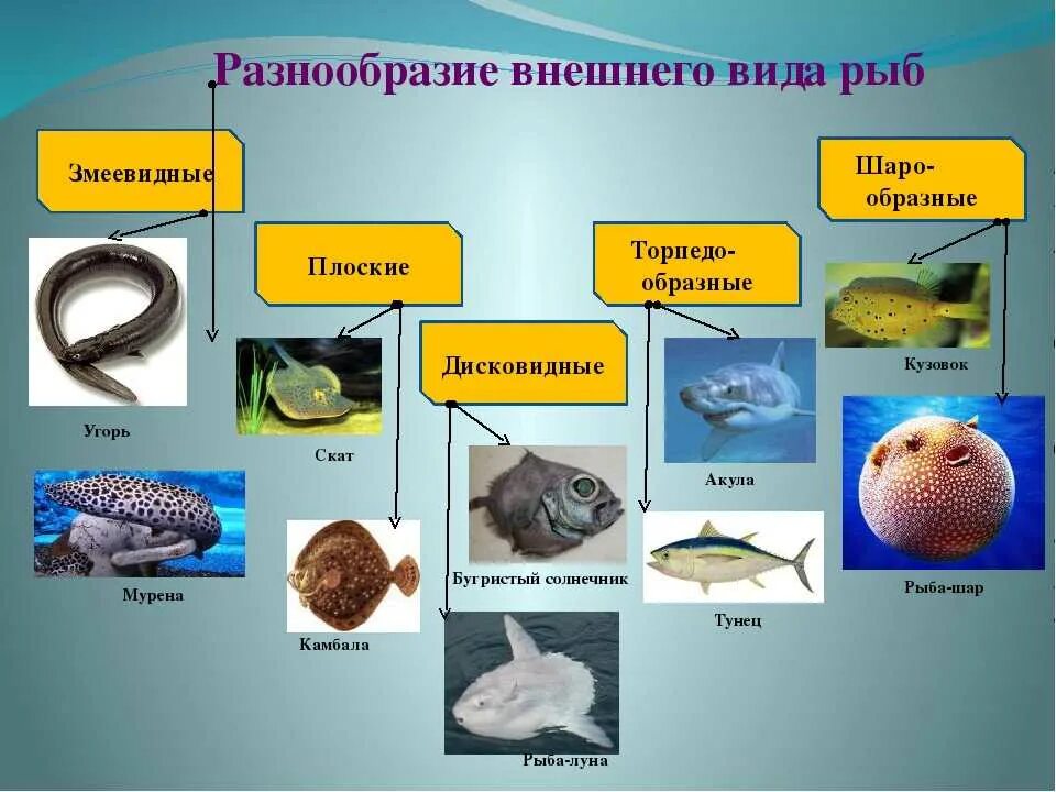 Многообразие рыб 7 класс. Разнообразие рыб. Рыбы в природе и жизни человека. Многообразие рыб в природе. Многообразие видов рыб.