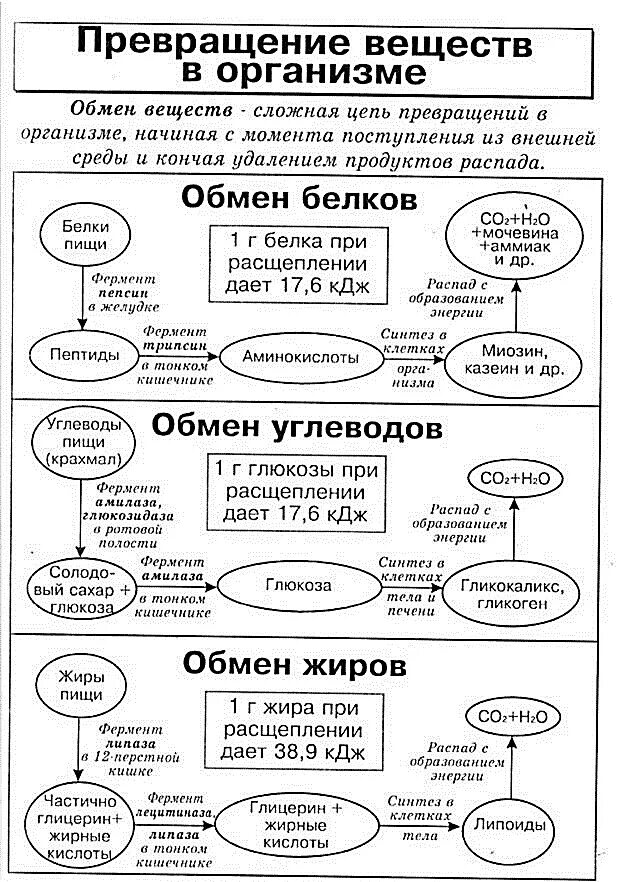 Продукты распада клеток. Схема обмена белков жиров и углеводов. Обмен веществ белки жиры углеводы таблица. Обмен веществ обмен белков жиров углеводов. Обмен жиров схема.