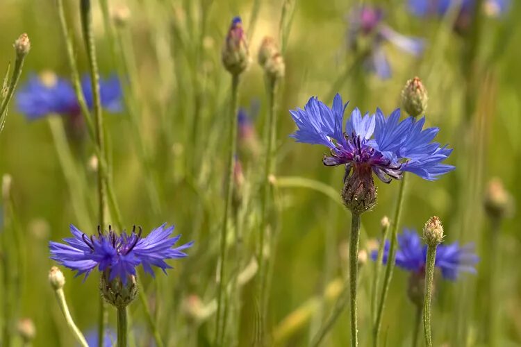 Василек Фишера. Василек синий гербарий. Василек пиндский (Centaurea pindicola). Василек синий лекарственное растение.