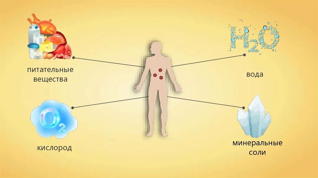 Водный обмен человека. Минеральные соли это питательные вещества. Питательные вещества вода и Минеральные соли. Обмен Минеральных веществ. Обмен воды и Минеральных солей.
