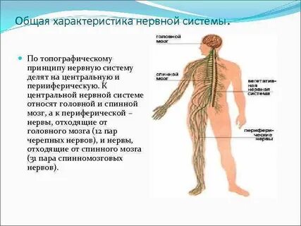 Нервные узлы в нервной системе относят